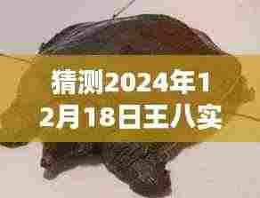 关于王八实时号的未来预测与深意探寻,一场关于未来的解读与猜测,2024年12月18日展望