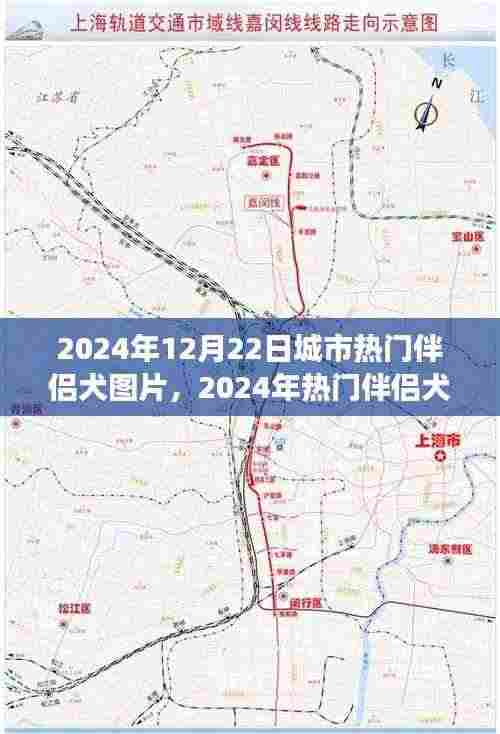 城市伴侣犬图片背后的观点碰撞与个人立场，热门犬种的选择与讨论