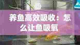 养鱼高效吸收:怎么让鱼吸氧