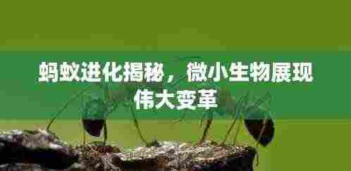 蚂蚁进化揭秘，微小生物展现伟大变革