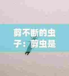 剪不断的虫子:剪虫是什么虫