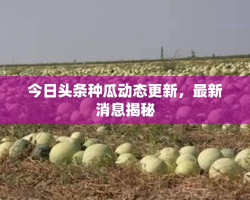 今日头条种瓜动态更新,最新消息揭秘