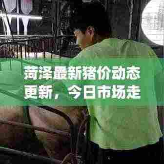 菏泽最新猪价动态更新,今日市场走势及分析
