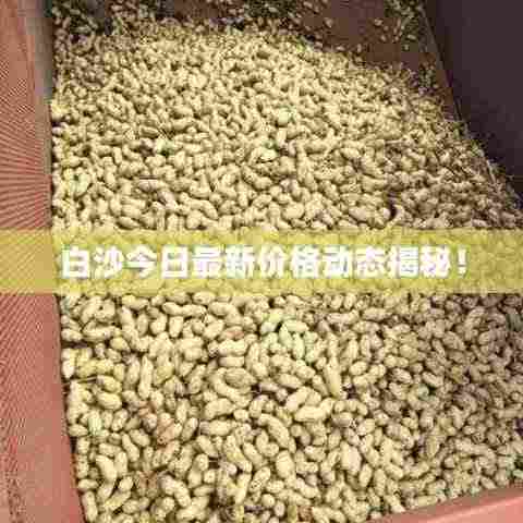 白沙今日最新价格动态揭秘！