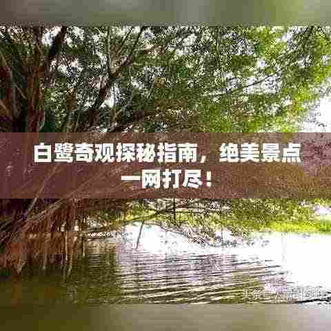 白鹭奇观探秘指南,绝美景点一网打尽!
