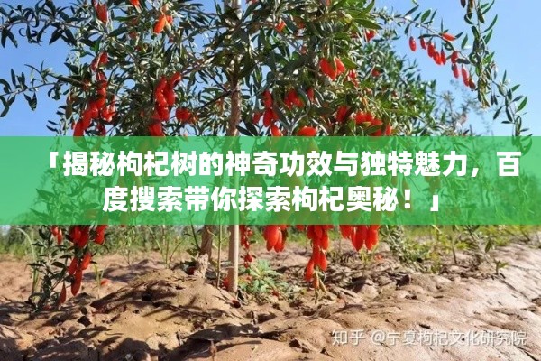 「揭秘枸杞树的神奇功效与独特魅力，百度搜索带你探索枸杞奥秘！」