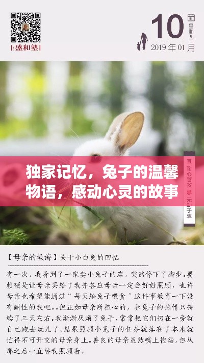 独家记忆,兔子的温馨物语,感动心灵的故事