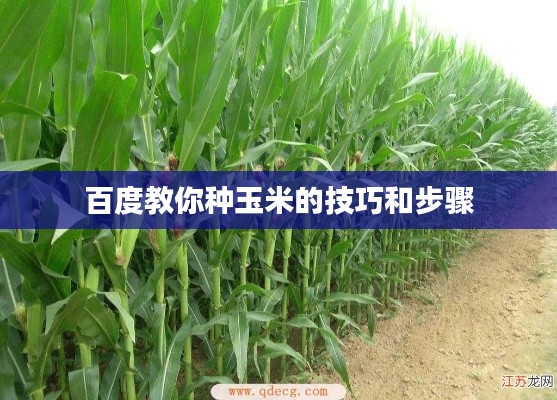百度教你种玉米的技巧和步骤
